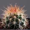 Ferocactus_lindsayi